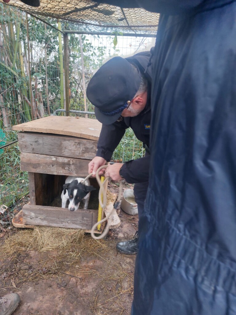 sequestro cani milano