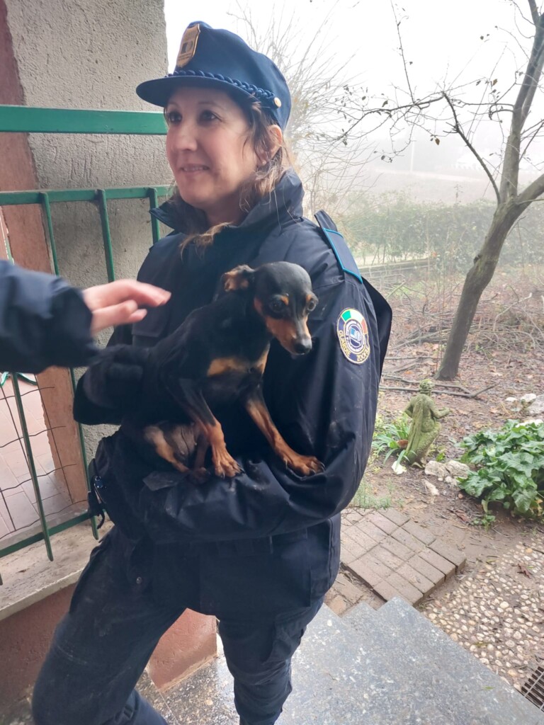 sequestro cani milano
