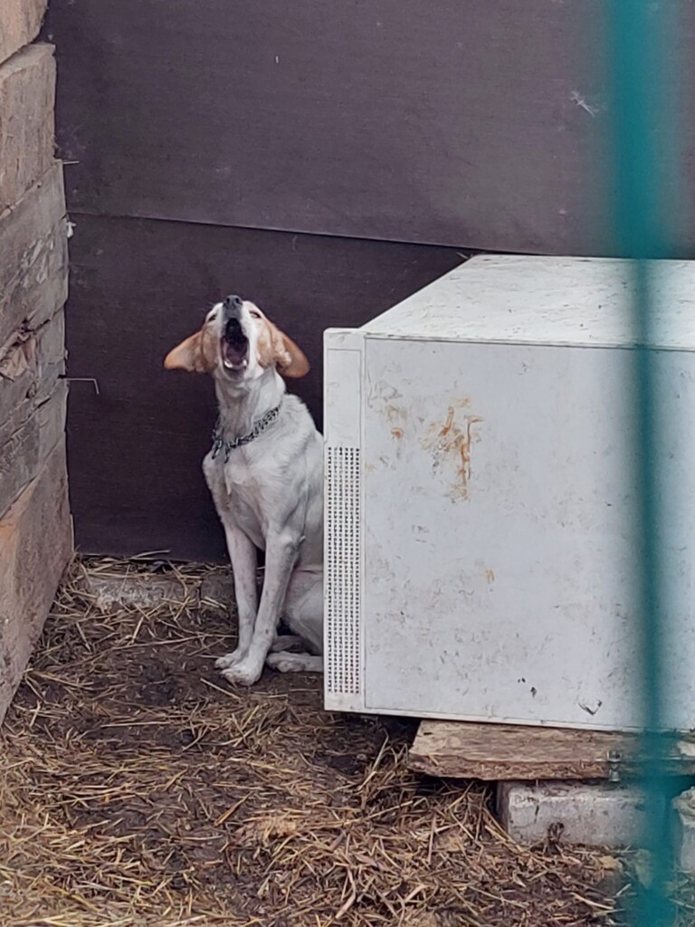 sequestro cani milano
