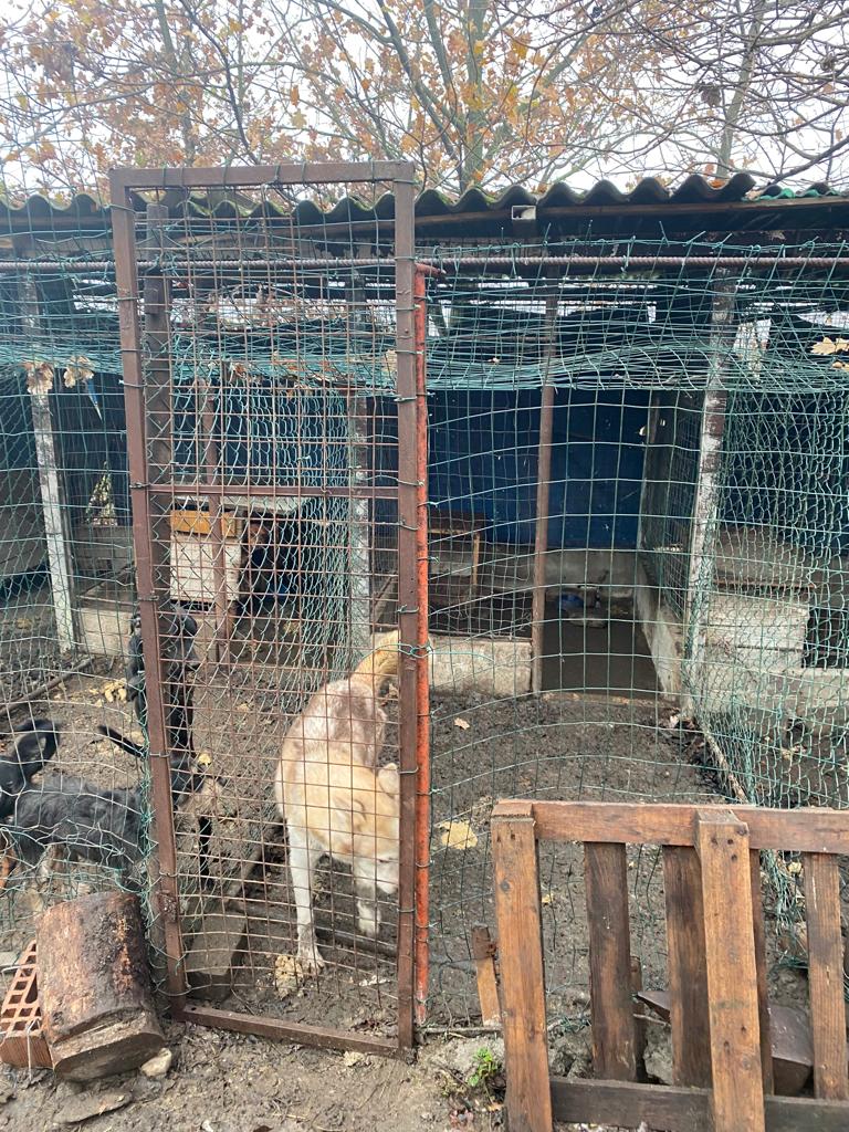 sequestro cani milano