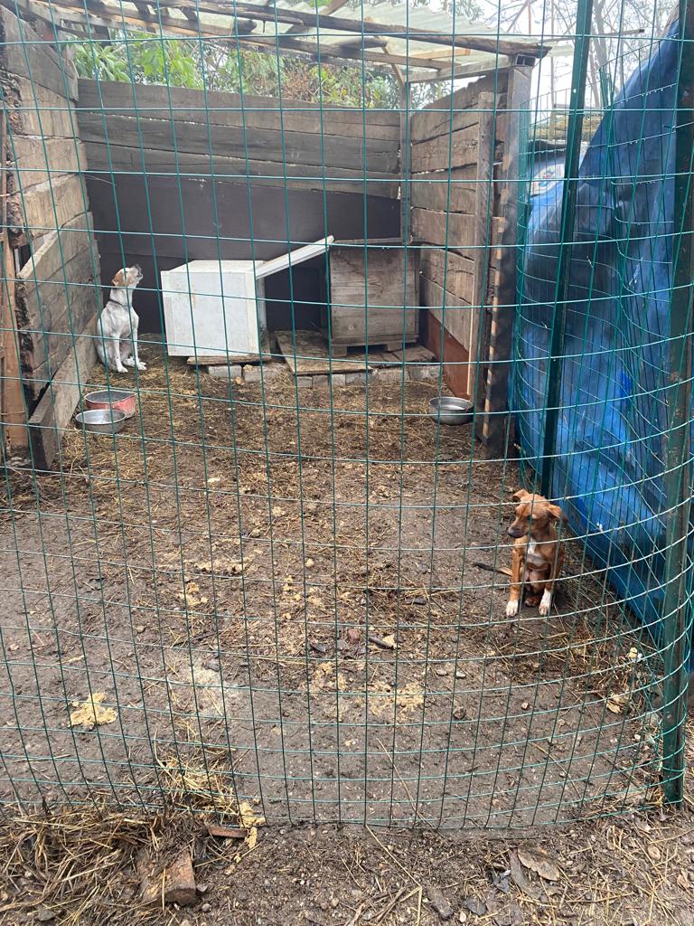 sequestro cani milano
