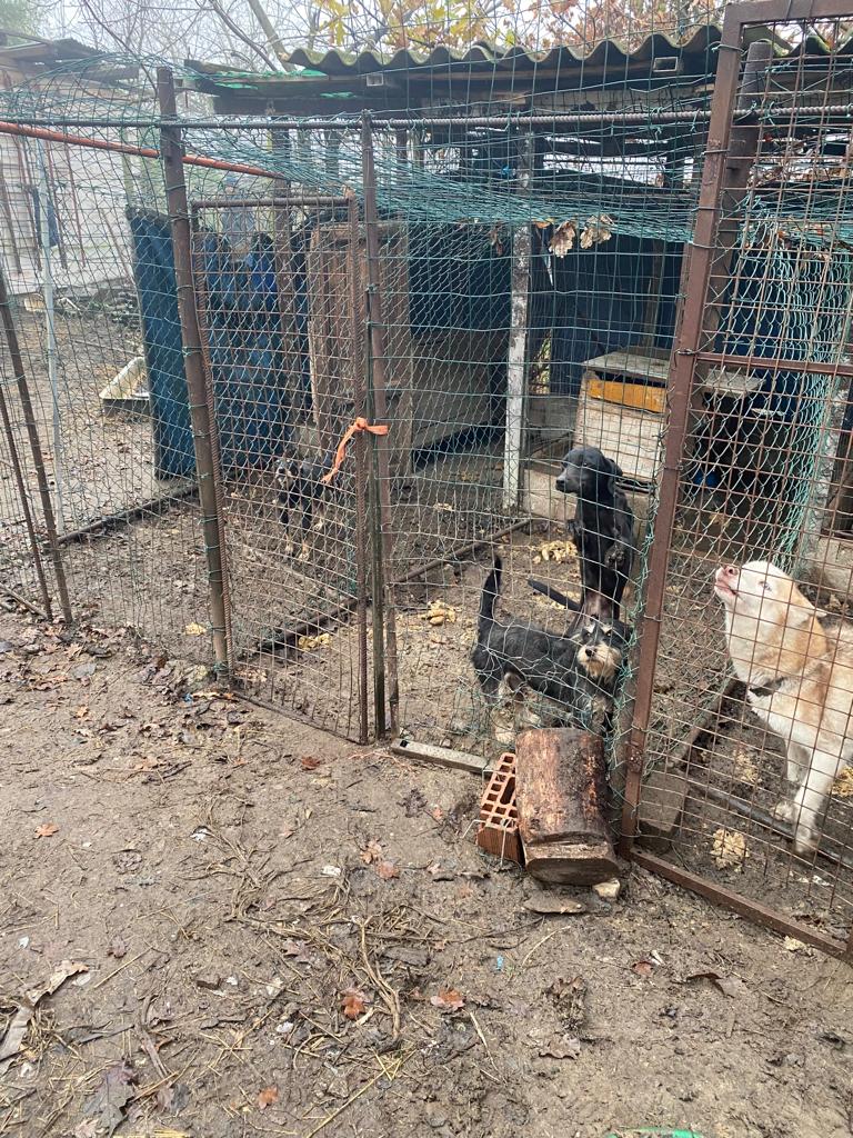 sequestro cani milano