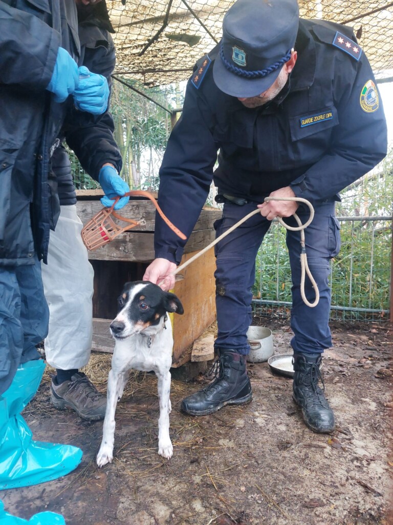 sequestro cani milano
