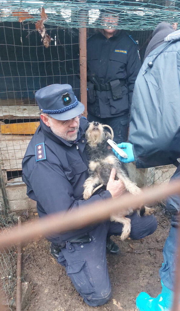 sequestro cani milano