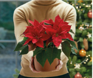 stella di natale