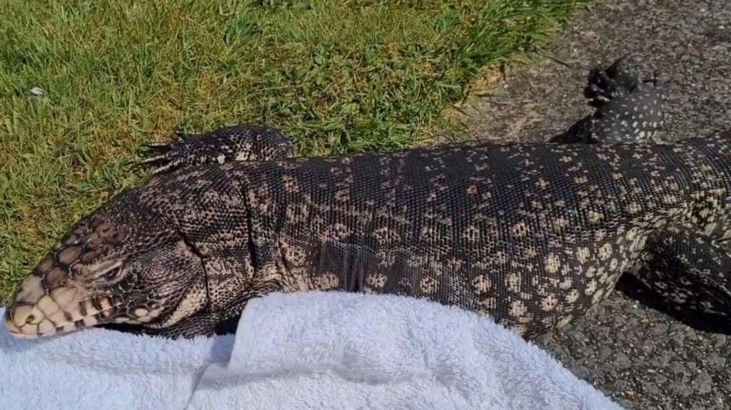tegu