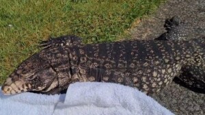 tegu
