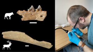 neanderthal e sapiens