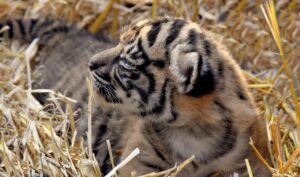 Tigre di Sumatra