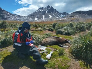 Influenza aviaria foche antartiche