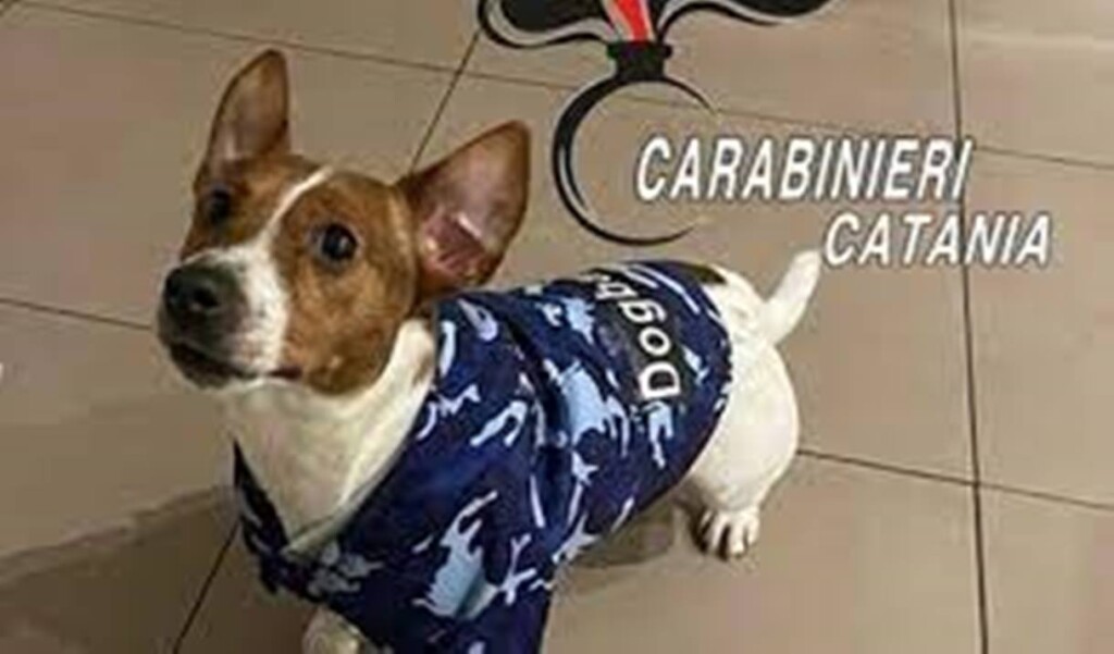 Mailon cane catania