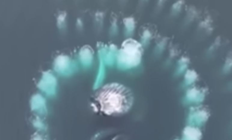 spirale aurea megattere