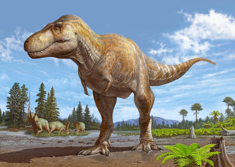 Tyrannosaurus mcraeensis
