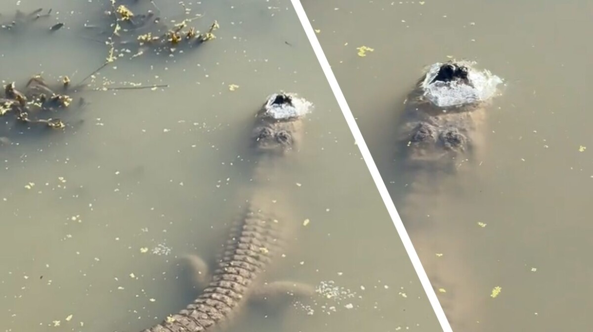 brumazione alligatore