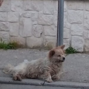 cane legato palo