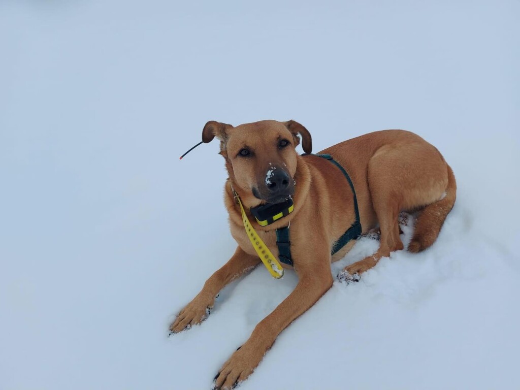 cane valanga val formazza