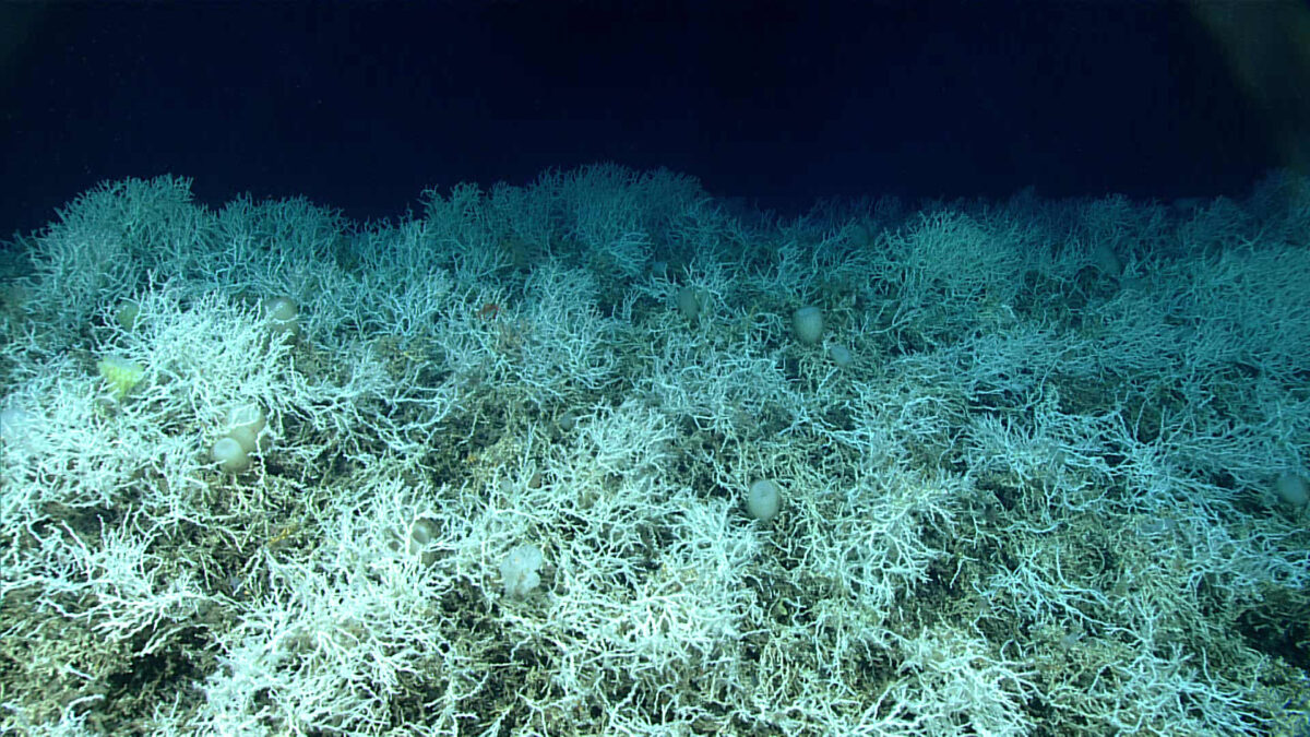 ecosistema corallino