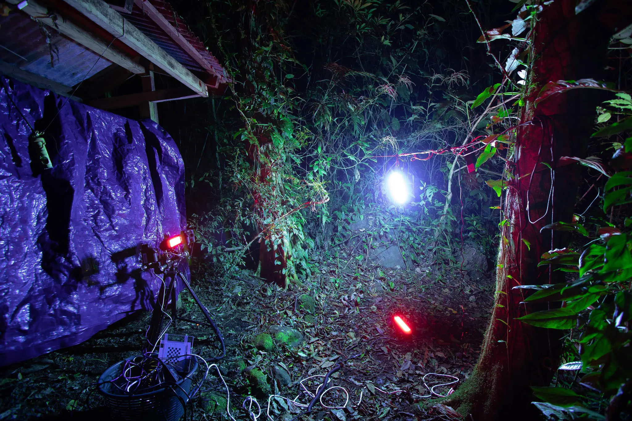 luce artificiale insetti