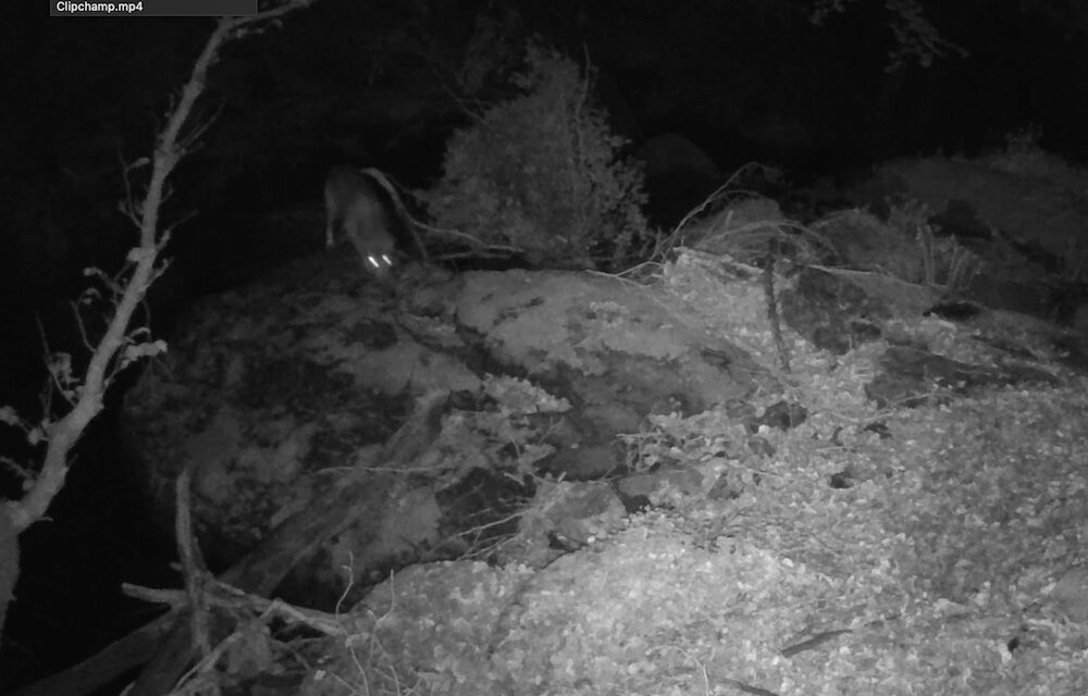 lupo volpe aspromonte WOLFNExT