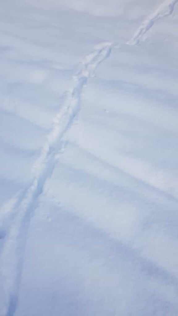 neve Val di Fleres capodanno 2024