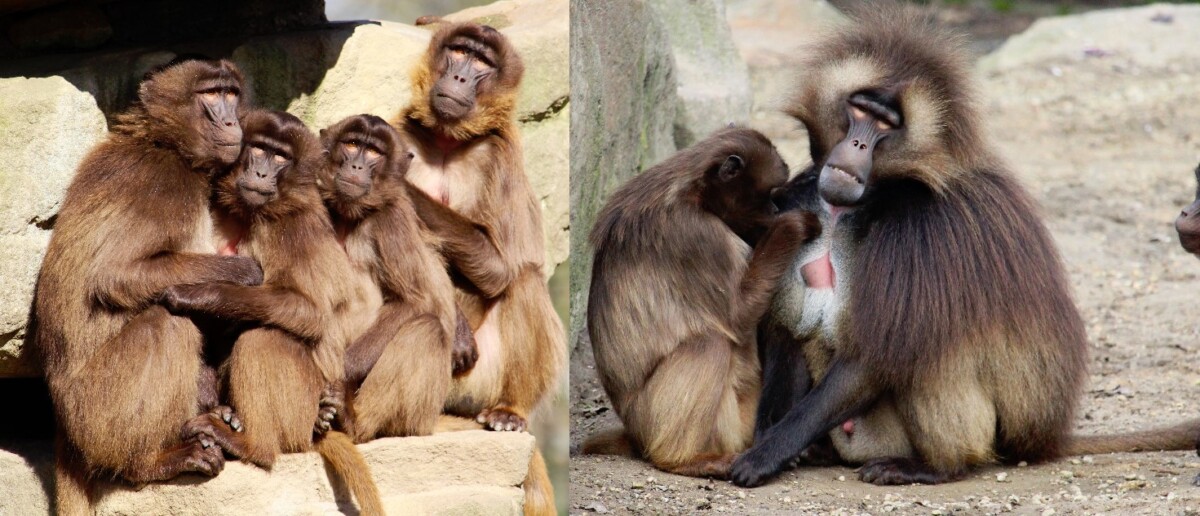 scimmie gelada funzione sociale (2)