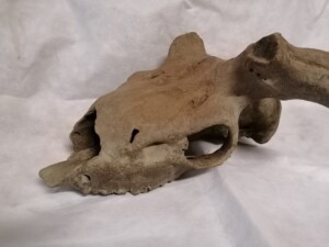 teschio cervo preistorico fiume po