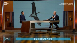 Geo - Cicogna nera - Congi_1.jpg