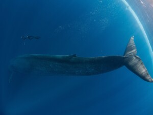 balenottera azzurra