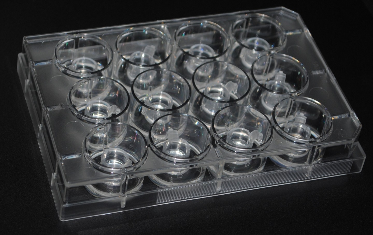 cellule pelle cane in vitro