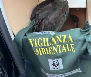 cicogna nera ferita