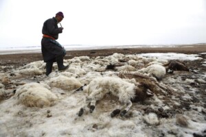 freddo mongolia