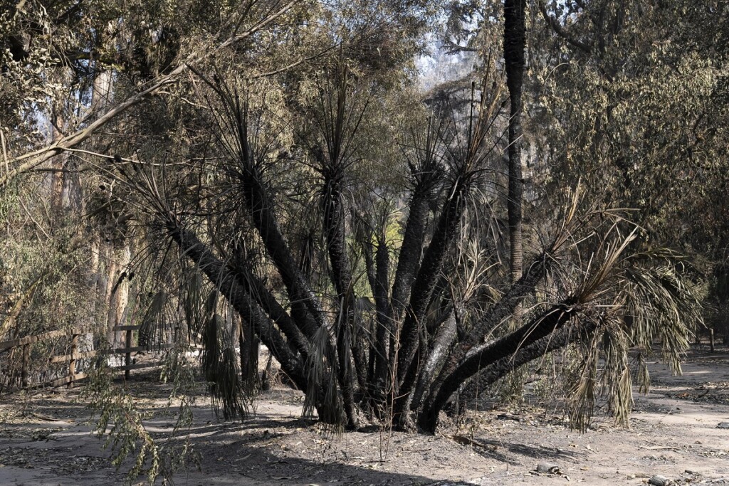 incendi cile
