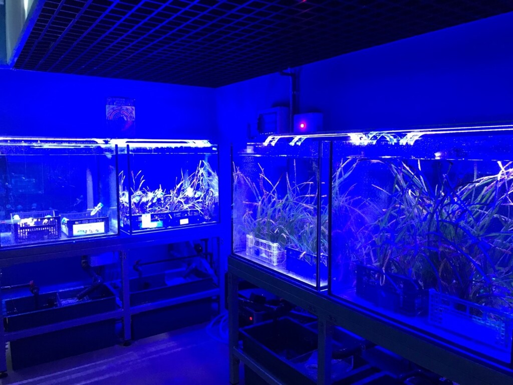 praterie posidonia mesocosmi