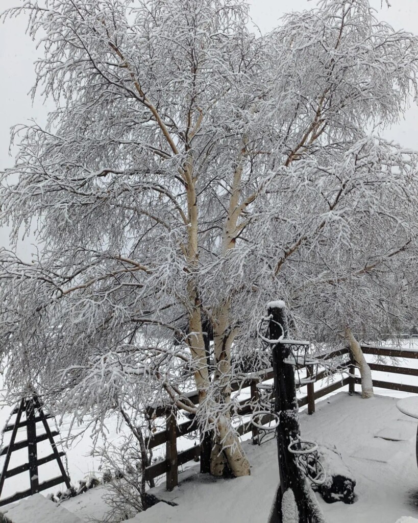 neve oggi sicilia piano provenzana