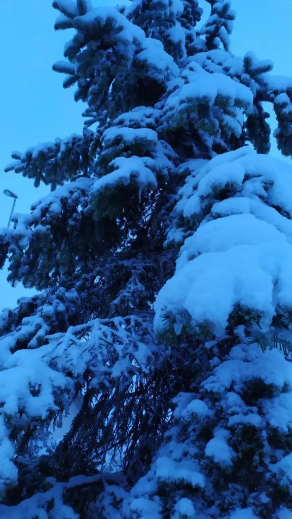 neve pragelato piemonte