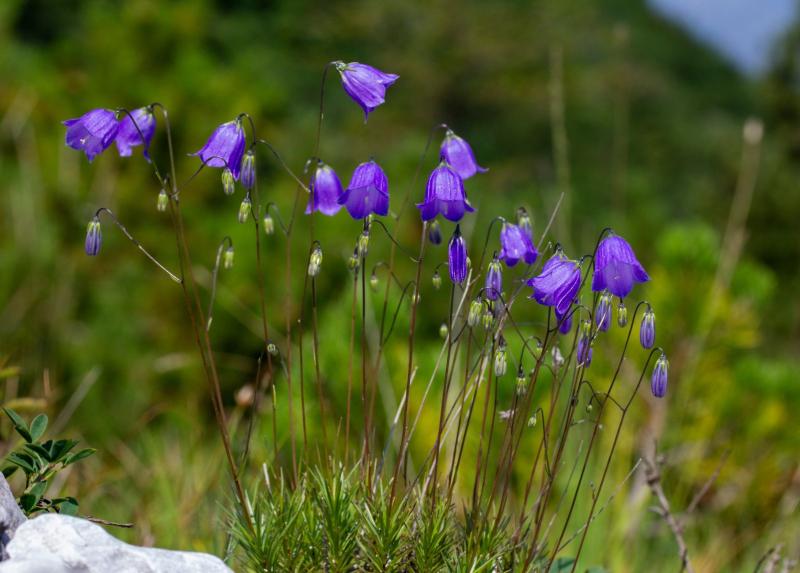 nuova specie campanula