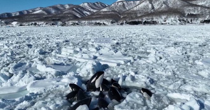 orche intrappolate ghiaccio giappone