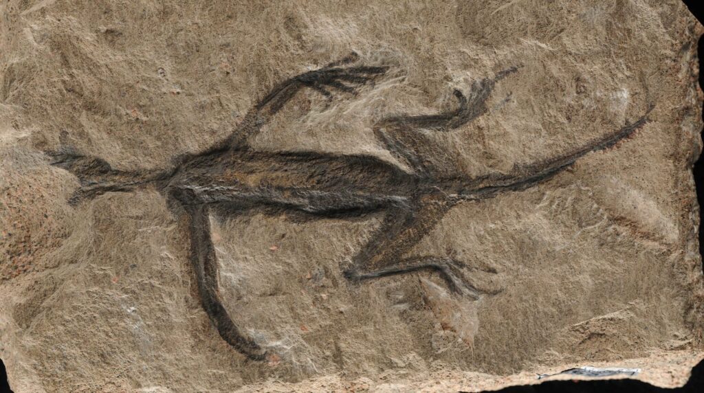 rettile fossile