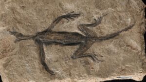 rettile fossile