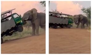 elefante turisti