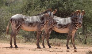 mammiferi maschi