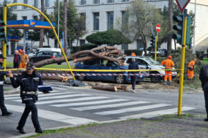 albero roma