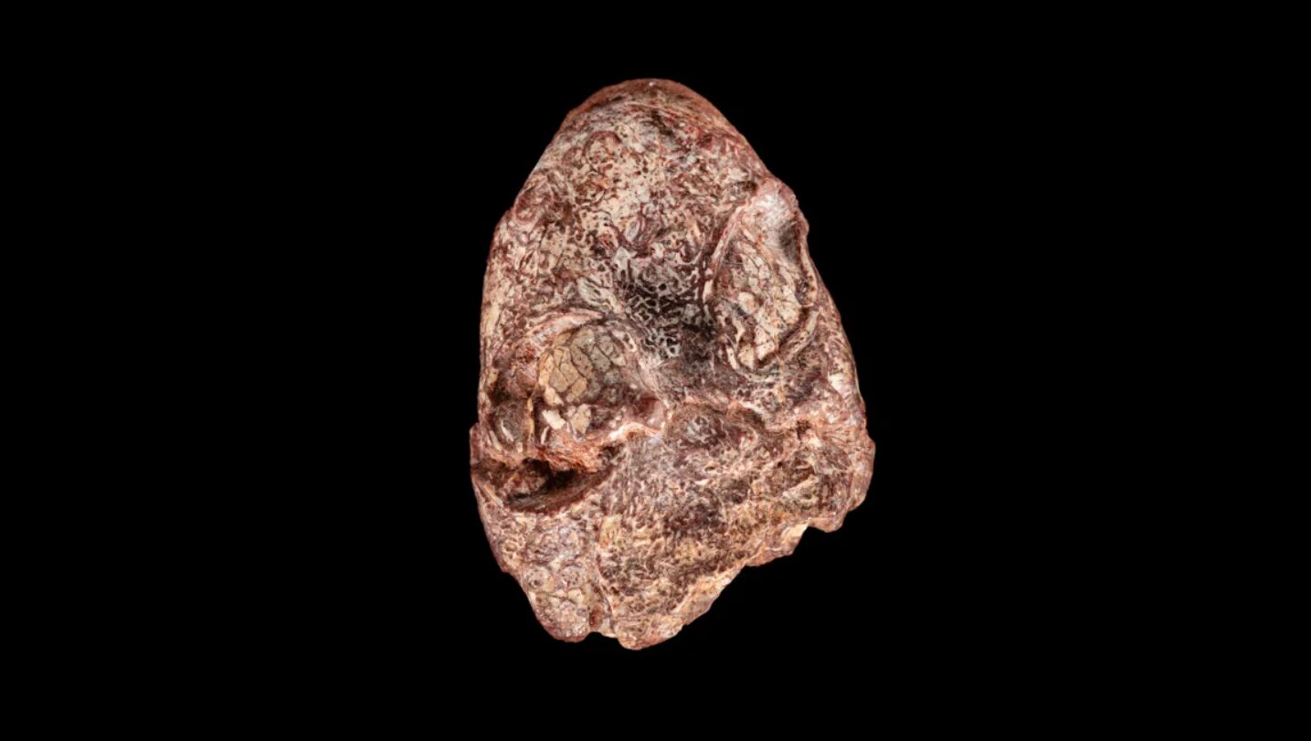 antenato anfibi Kermitops gratus