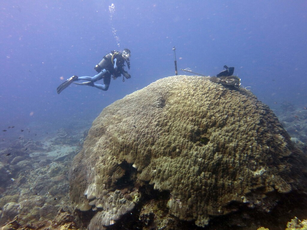 coralli tropicali