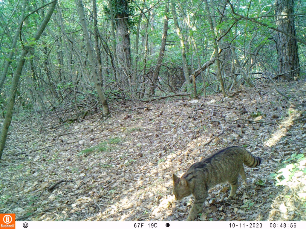 fauna forestale alpi giulie