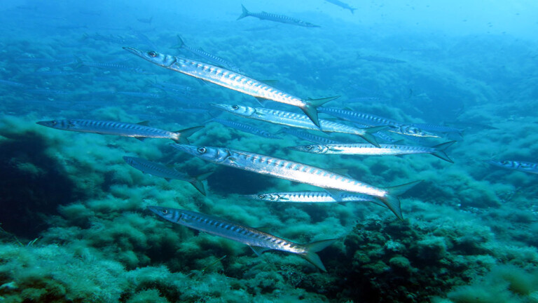 fauna ittica aree marine protette