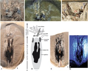 fossile calamaro vampiro