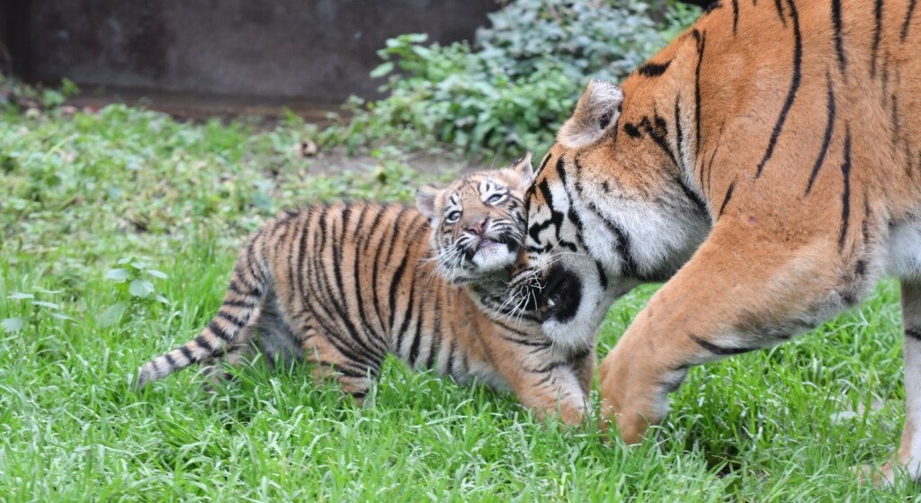 kala cucciola tigre tigrotta bioparco