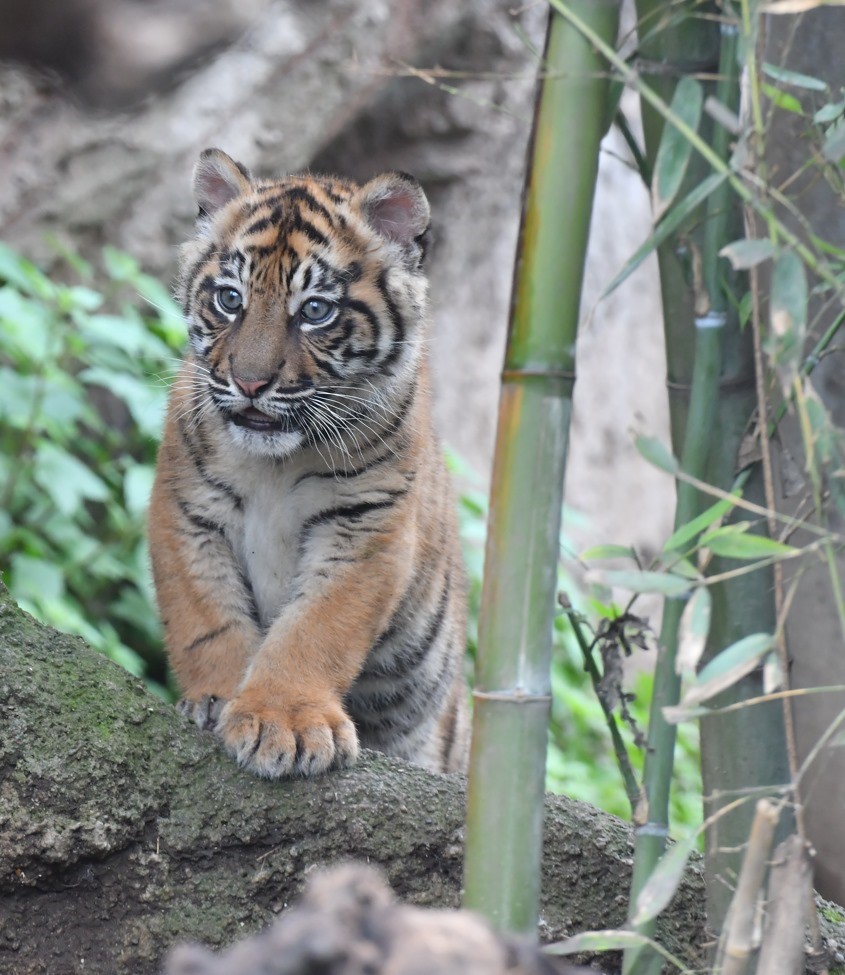 kala cucciola tigre tigrotta bioparco