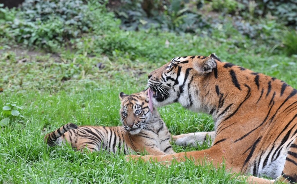 kala cucciola tigre tigrotta bioparco